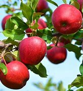 Image result for Firestorm Honeycrisp Apple Tree