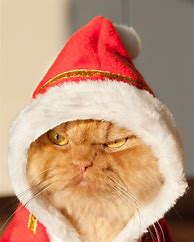 Image result for Grumpy Cat with Christmas Hat