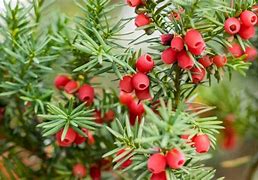 Image result for Taxus baccata Funny Jewel