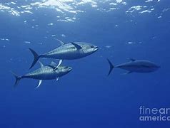 Image result for Yellowfin Tuna Underwater