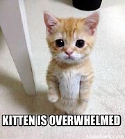 Image result for Overwhelmed Cat Meme