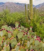 Image result for Most Common Desert Plants
