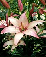 Image result for Lilium Easy Walz