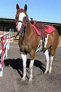 Image result for Paint Horse Champion