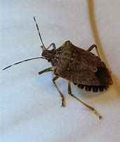 Image result for "spined-soldier-bug"