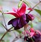 Image result for Fuchsia Annabel