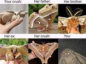 Image result for Funny Moth Memes