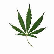 Image result for Cannabis Leaf Real