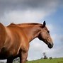 Image result for Chestnut Horse Racing Horse