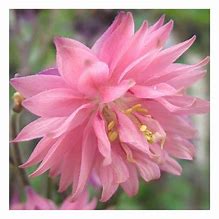 Image result for Aquilegia vulgaris Rose Barlow
