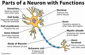 Image result for Brain Neuron Structure