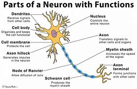 Image result for 5 Parts of the Neuron