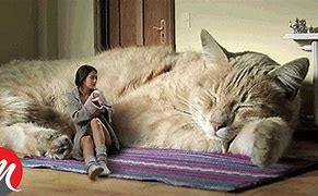 Image result for The Biggest Cat in the Whole Wide World