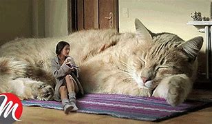 Image result for A Picture of the Biggest Cat in the World Compared to a Human