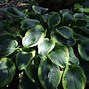 Image result for Hosta Stags Leap