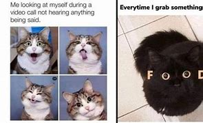 Image result for Feisty Cat Meme