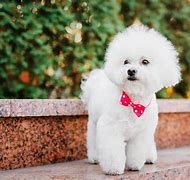 Image result for Best Small Dogs