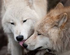 Image result for Wolves Love