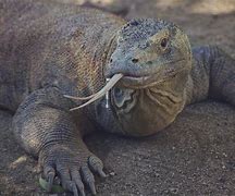 Image result for Real Komodo Dragon