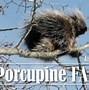 Image result for Porcupine Size