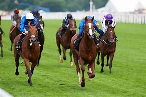 Image result for Winner Horse Dubai