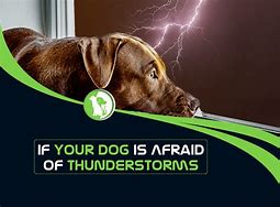 Image result for Dog Lightning Storm