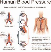 Image result for Human Blood Pressure