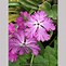 Image result for Primula sieboldii  Cashibori