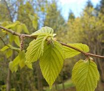 Image result for Corylus