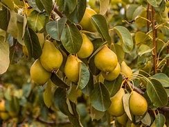 Image result for Pear Trees Types