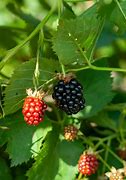 Image result for Fruitless BlackBerry Bush