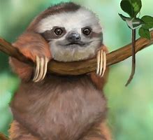 Image result for Baby Sloth Background