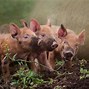 Image result for Free Cute Baby Pigs