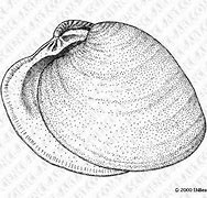 Image result for Ocean Quahog Drawing