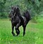 Image result for black horse wallpaper