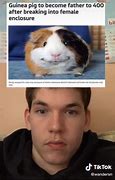 Image result for Hamster On iPod Meme