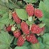 Image result for Rubus Loganbes