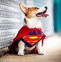 Image result for Batman Puppy
