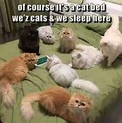 Image result for Cat Bed Meme