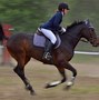 Image result for top horses breeds race