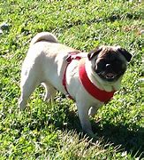 Image result for Pugs in the Wild