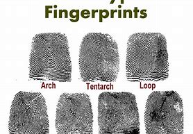 Image result for Fingerprint Sections