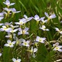 Image result for Arizona White Wildflowers