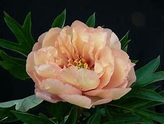 Paeonia itoh Canary Brilliants に対する画像結果
