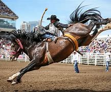 Image result for Wild Horse Bucking