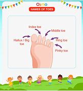 Image result for Foot Toes Names