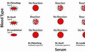 Image result for Different Blood Types