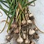 Image result for Easiest Vegetables to Grow for Beginners