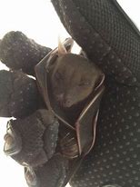 Image result for Short-Nosed Fruit Bat