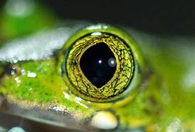 Image result for Anencephaly Frog Eye